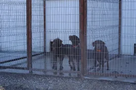OK Brand 8ga 6'x12'  galvanized Kennel Panel